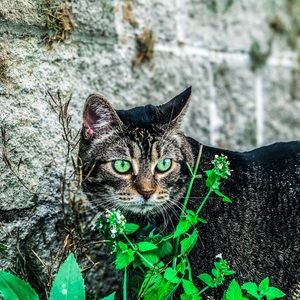 Meet your Posher, Ahelly